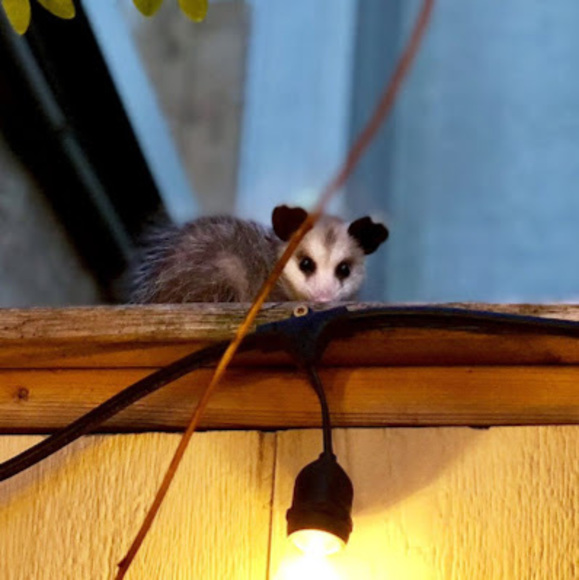 Meet your Posher, Brianna - Picture 1 of 1